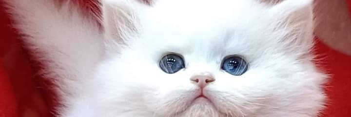 نور وحسام 95's banner