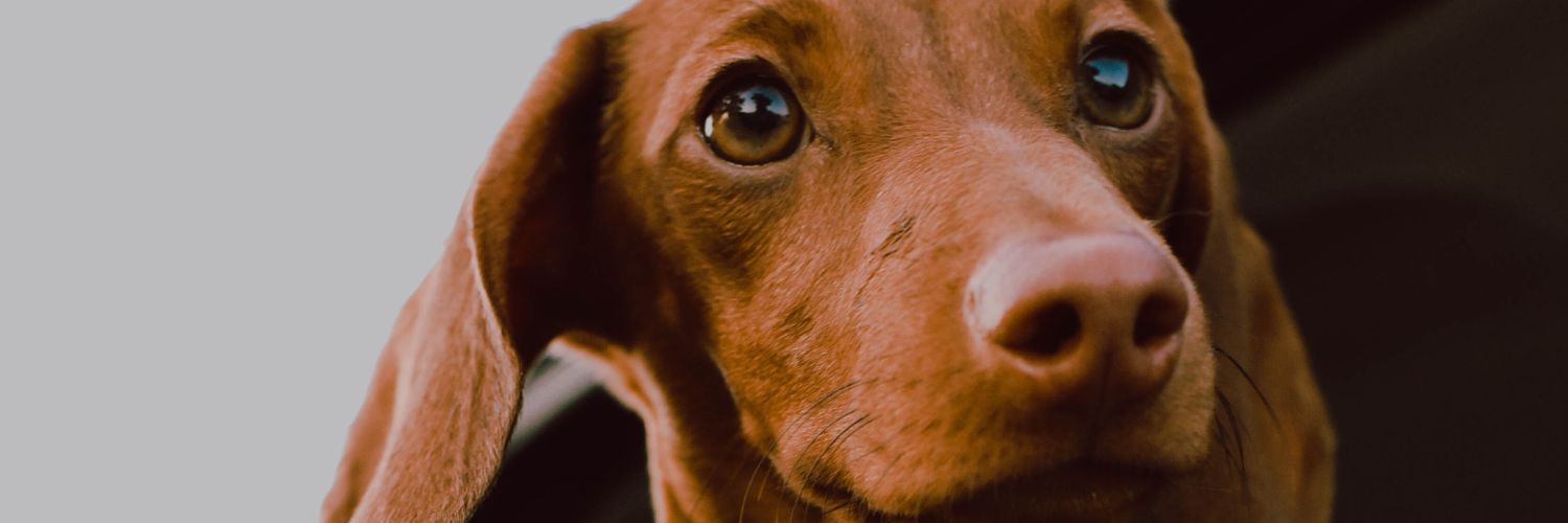 Dachshund Lover's banner