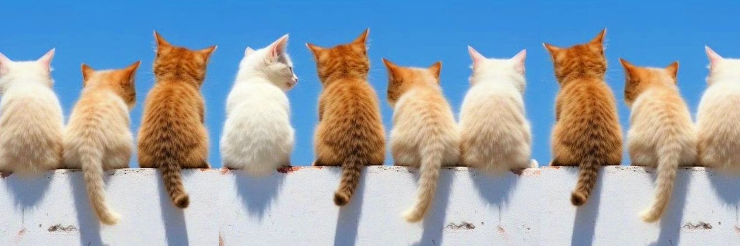 Puchy Catto's banner