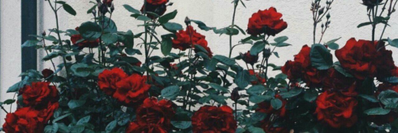Captain 🌹🪶's banner