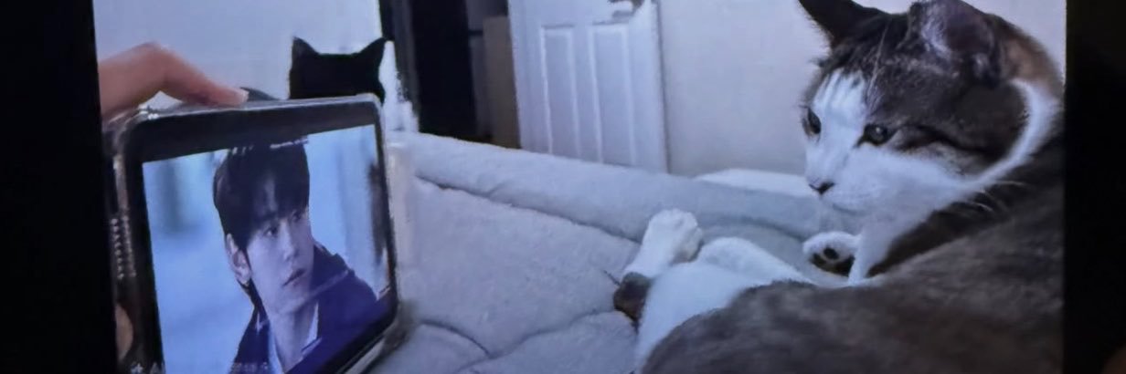 📹's banner