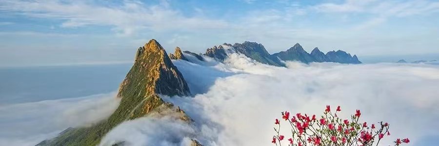 稻花香里新广信's banner