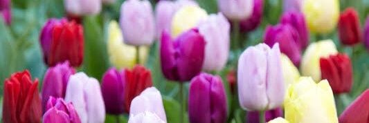 audavargas25's banner