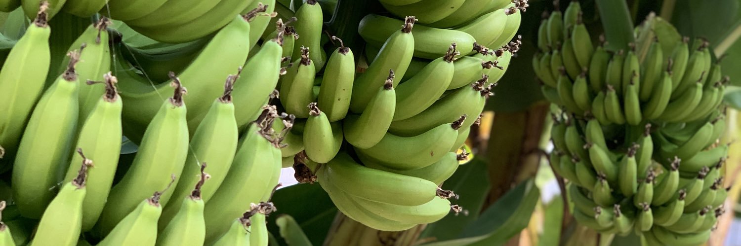 たかきのバナナ🍌(熊本県八代市)'s banner