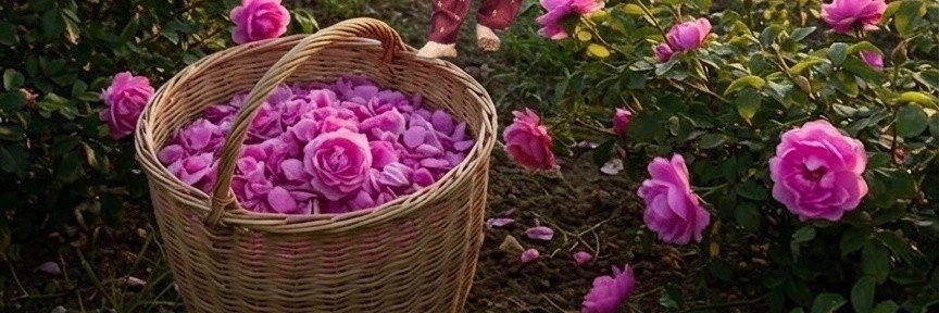*🕊️⃝𝑍𝑒𝑒𝑛𝑎𝑡"​🌹🦋's banner