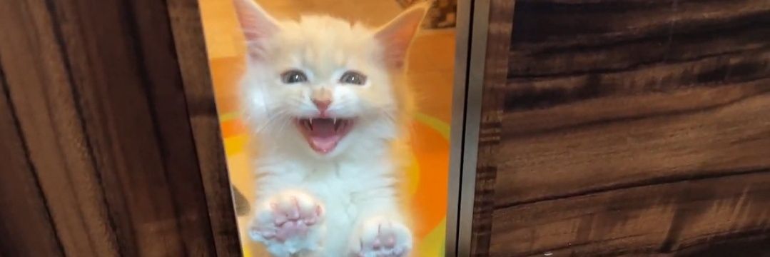 サイベリアンのバロン🐾's banner