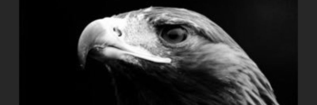 Burak Türkoğlu's banner