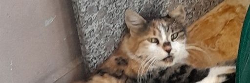 🐈‍⬛🦮Ayşegül Açıkgöz🐕🐈🐈‍⬛'s banner