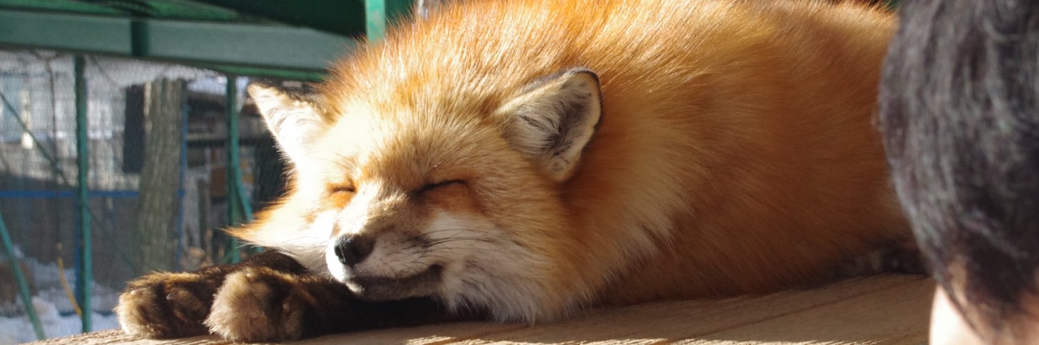 稲荷🦊's banner