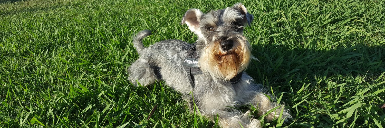 Eddie Schnauzer's banner