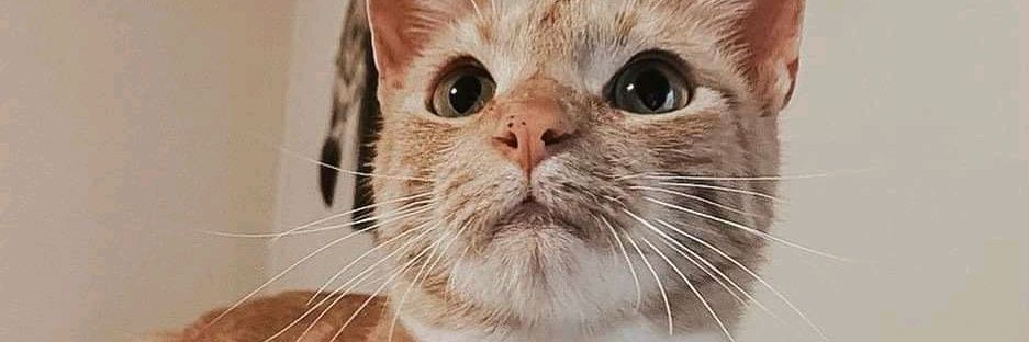 | Poor /Cute l Kitten | Rescue.'s banner