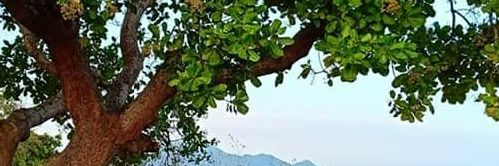 subhankar chattopadhyay's banner