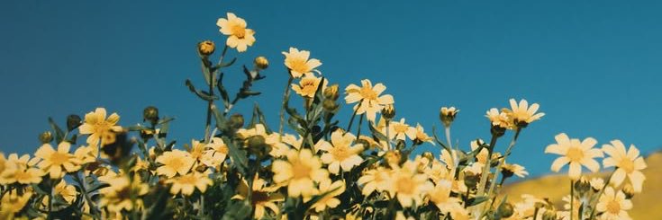 Aria's banner