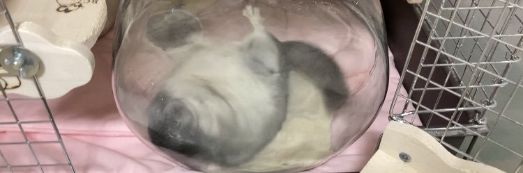 チンチラの桃ちゃん's banner
