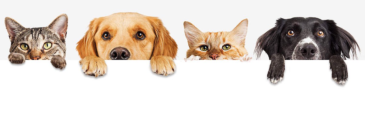 PING PONG's banner