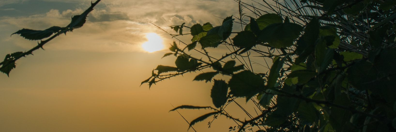 J's banner
