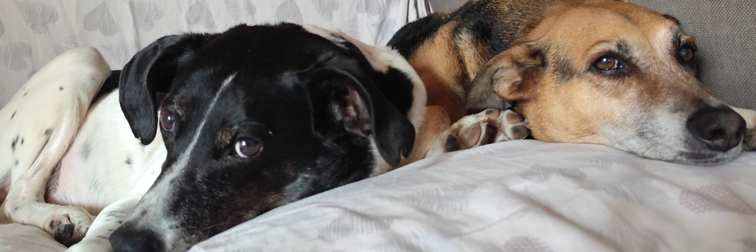 Timos 🐕💙 (Jack OTRB 🌈💔)'s banner