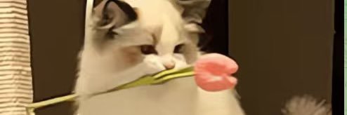 LazyCat|猫姐🎒's banner