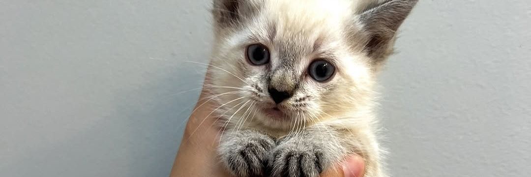 Mother Cat Rescue's banner
