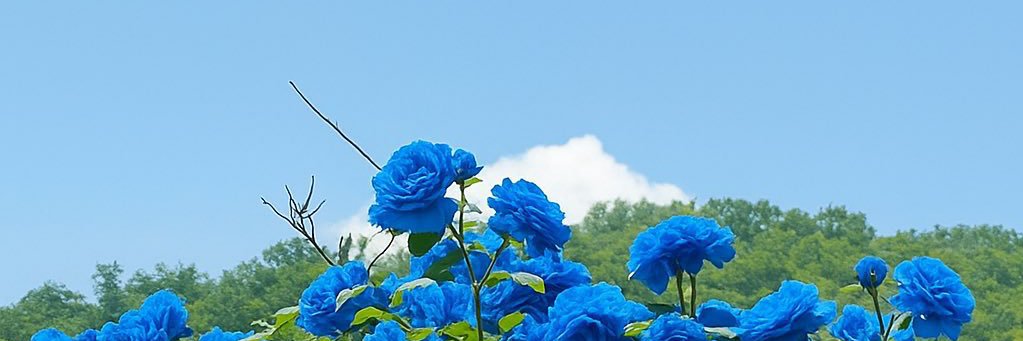BLAZE.'s banner