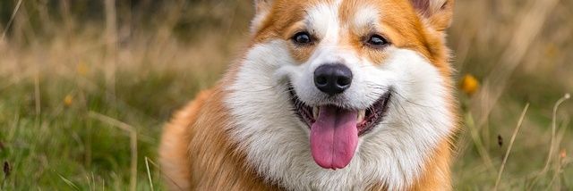 mycorgiworld's banner