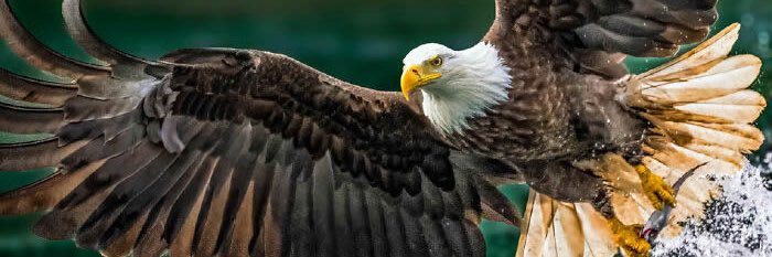 Donald J. Trump (parody)🇺🇸's banner