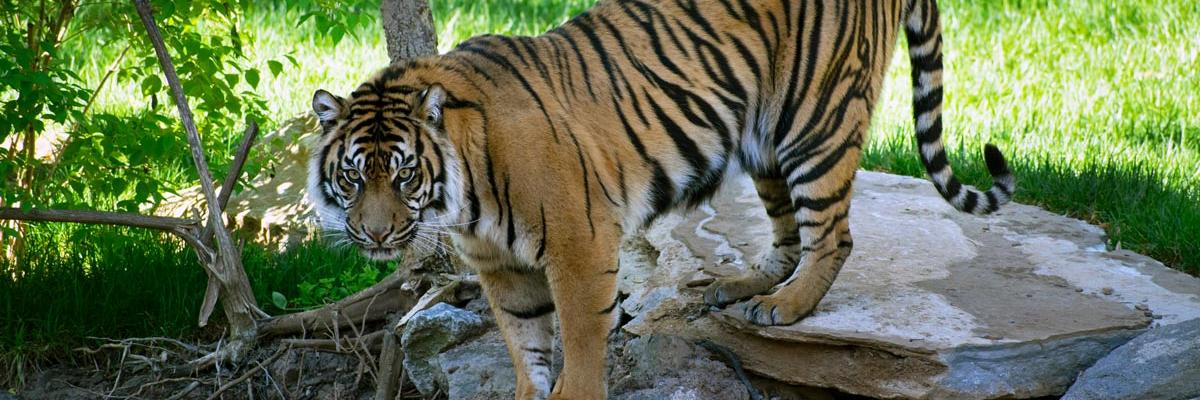Nashville Zoo's banner