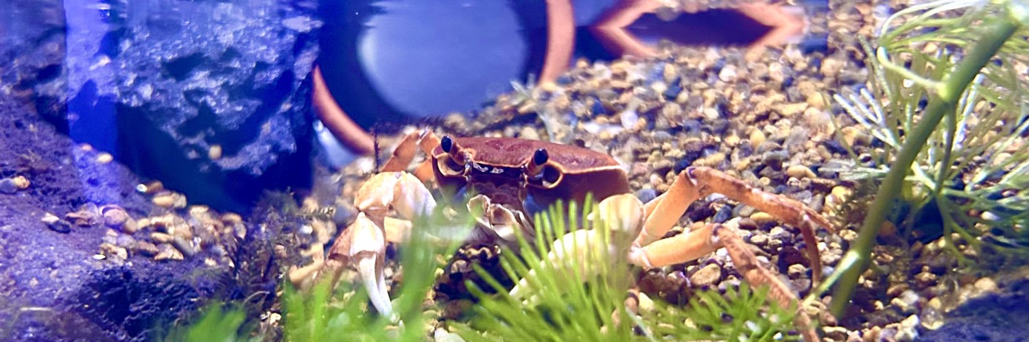 るう 非日常のアクアリウム🦀.*'s banner