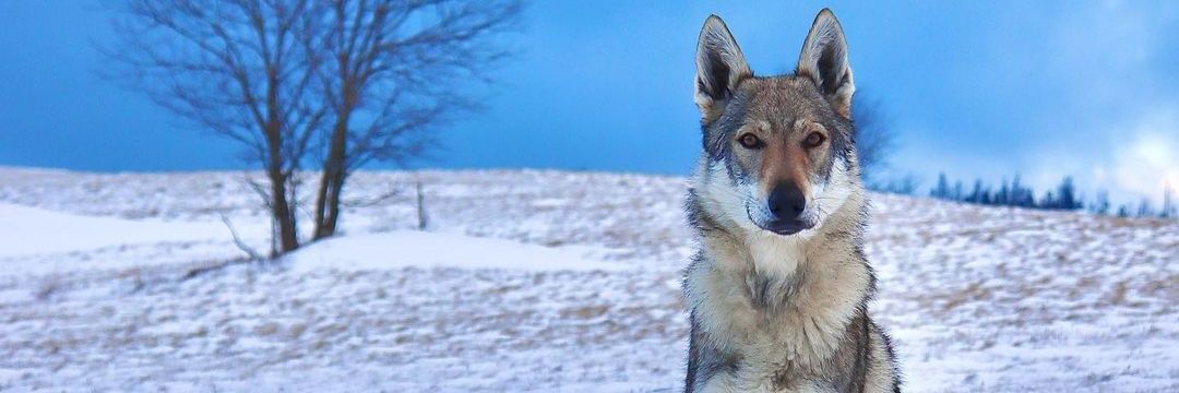 wolf_loverclub's banner
