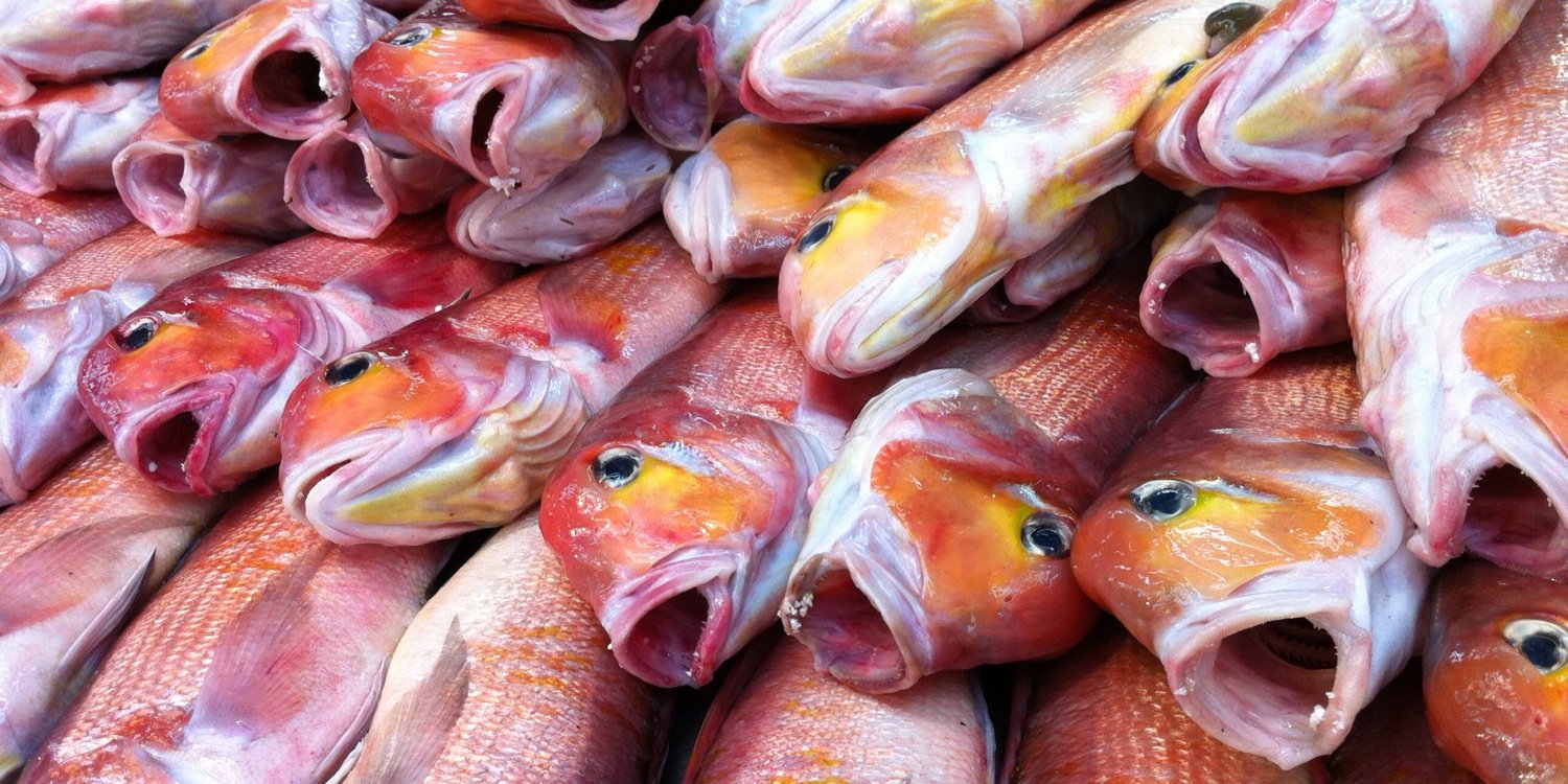京都中央卸売市場 魚肴屋だいしめ🐟's banner