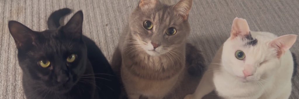 片目猫よもぎ𓃠全聾猫トト𓃠保護猫禄𓃠's banner