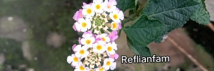 Шїщї Йѳfяїчаптї's banner