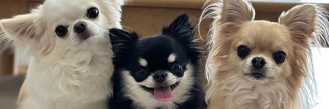 Chihuahua Cute's banner