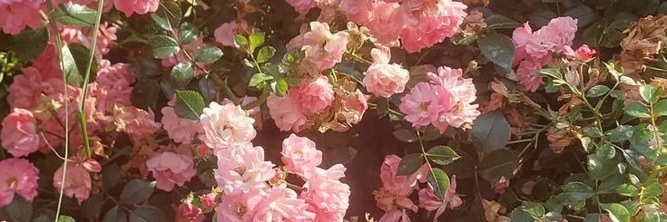 𝐼𝒸𝓎 🏳️‍🌈 ψ 𝑀𝑒𝓉 𝒯𝓎𝓁𝑒𝓇's banner
