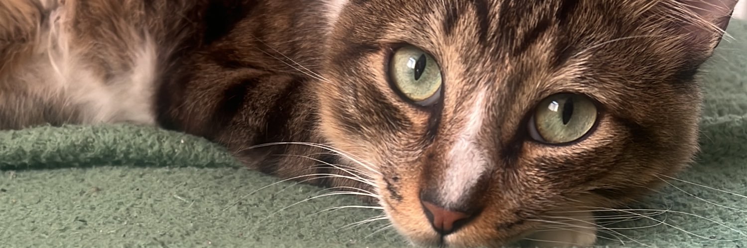 Anna Rita Cerqueira's banner
