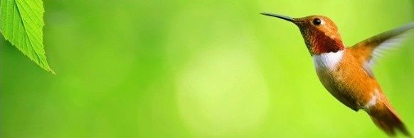 Hummingbird Heaven Club🇺🇸's banner