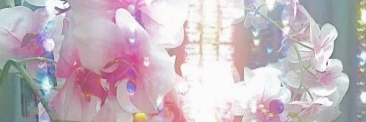 cici 🌸's banner