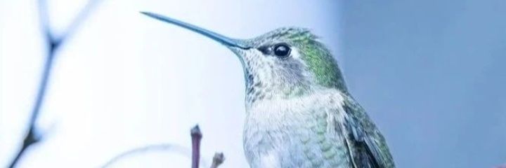 Hummingbird lover's banner