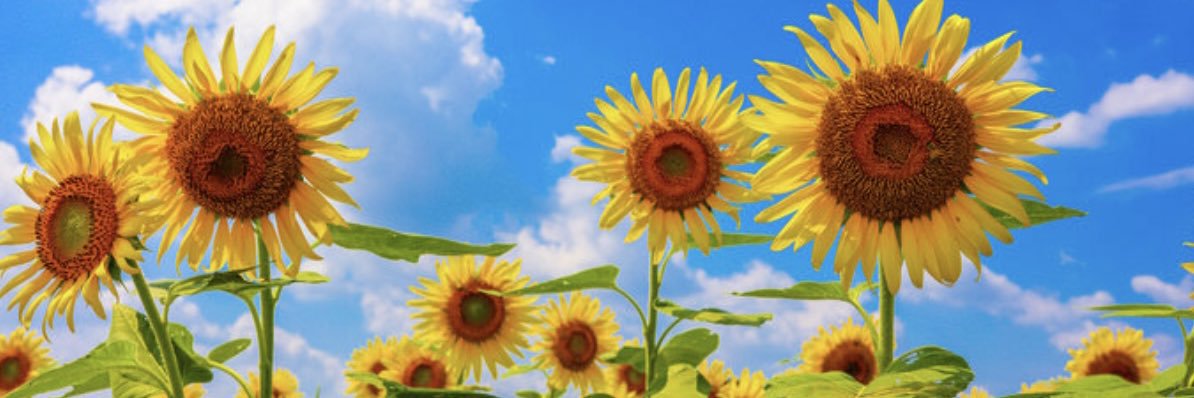Yo's banner