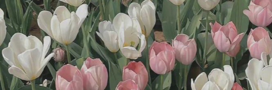 𝓷𝓾𝓻𝓱𝓪𝓷 .'s banner