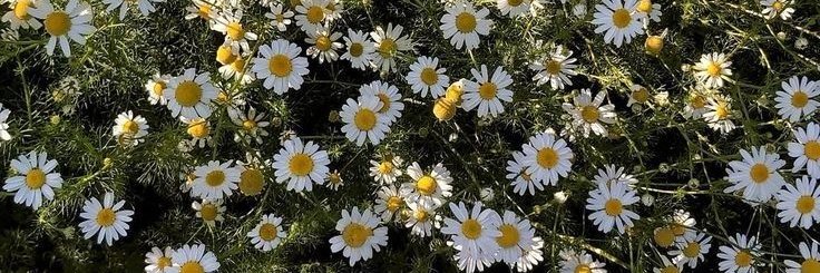 𑣲daisy ༘⋆✿'s banner