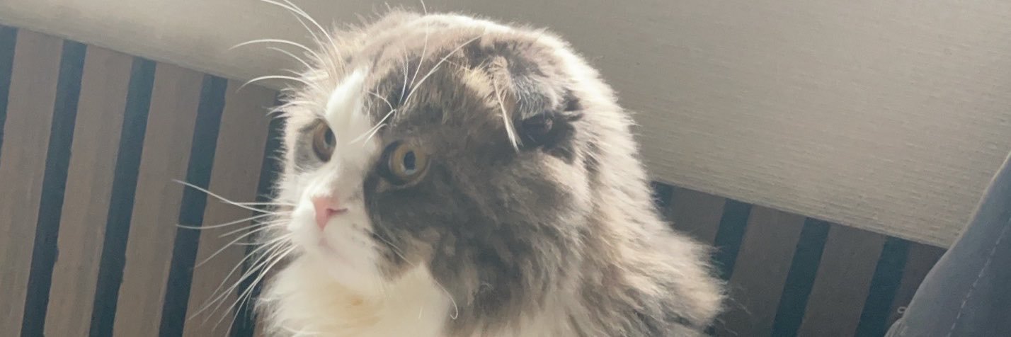 namuneko🐈‍⬛Live2D's banner
