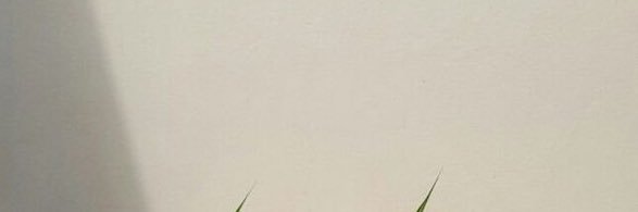 saoko papi's banner