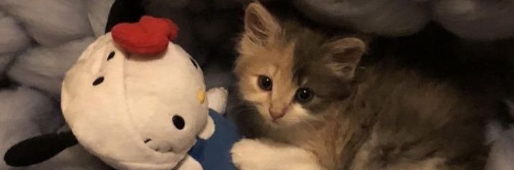 cat archives's banner