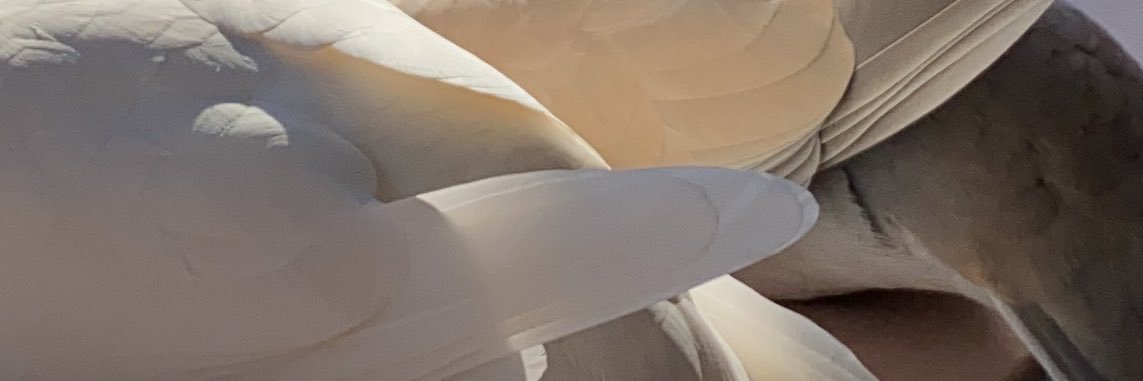 もっちとおにまる's banner