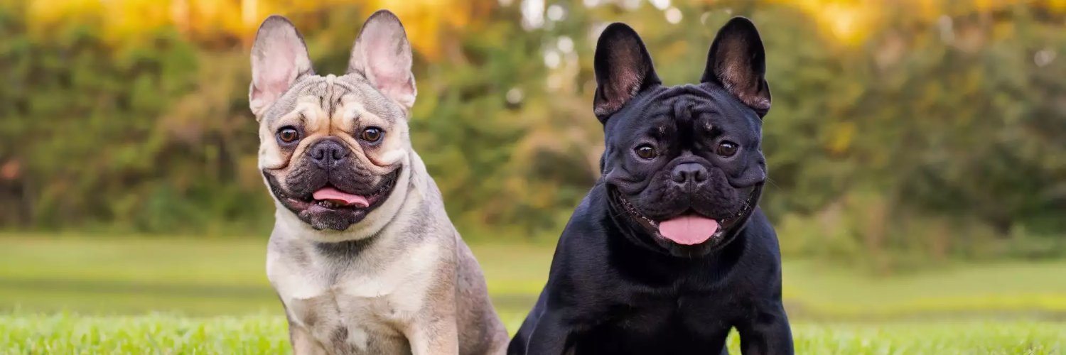 French Bulldog lovers's banner