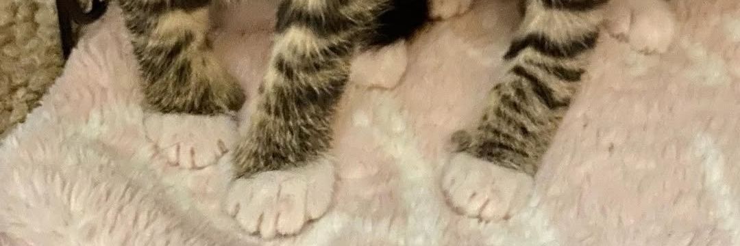 Cats of Meow York.'s banner