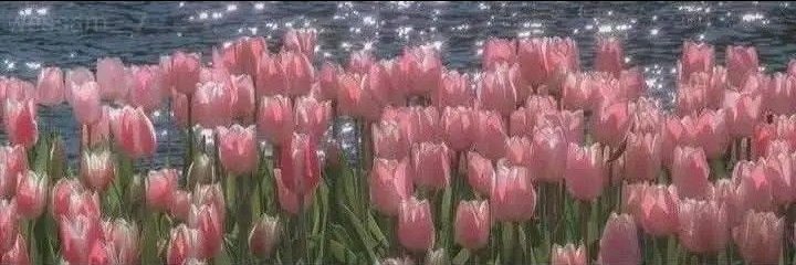 Brookeso 🌷's banner