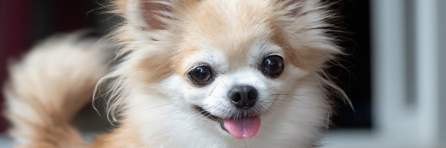Chihuahua Owners Club's banner