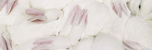 Նարե 𓃹's banner
